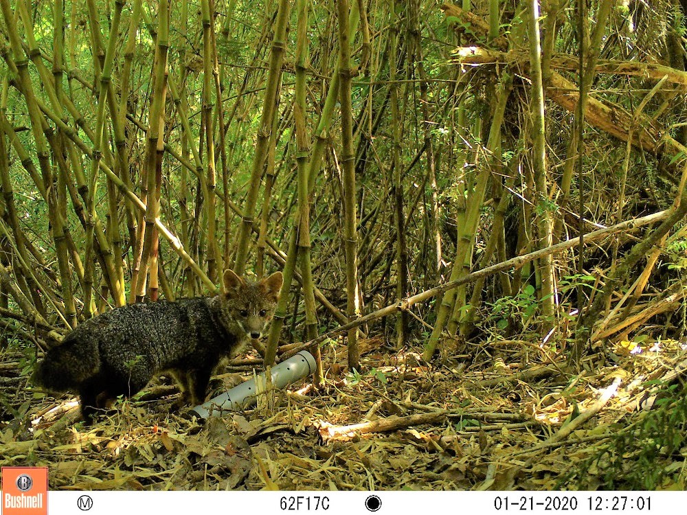 Monitoreo de fauna silvestre se potencia con el uso de la inteligencia artificial